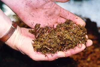 worms2.jpg (12460 bytes)