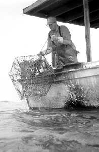 crabber.jpg (8715 bytes)